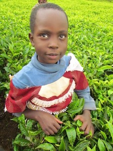 Anita picks tea on a neighbor's farm.  She must carefully select the top 3 tea leaves from each matured branch.  This work helps send her to school. 